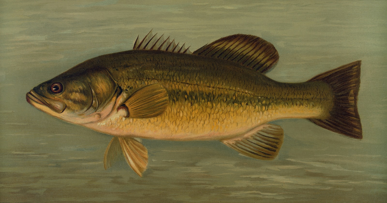 A largemouth bass swims in murky water