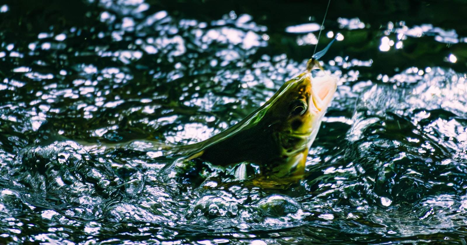 A fish on a hook jumps from splashing water.