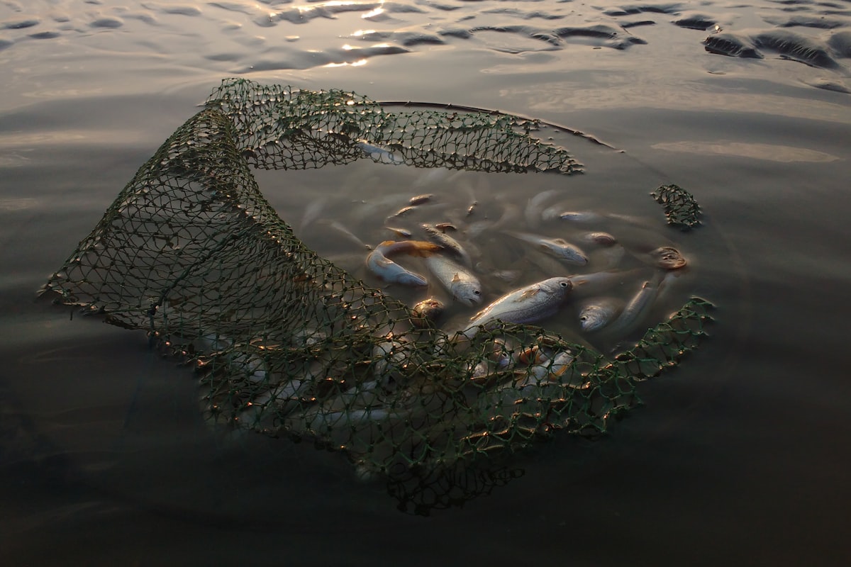 fish on body of water